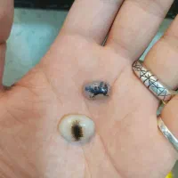 پیوند قلب ها و ماری|بدلیجات|کرمانشاه, |دیوار