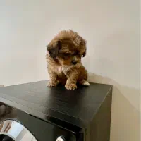 توله پاپی پامر خرسی|سگ|اصفهان, باغ کاران|دیوار