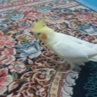 عروس هلندی|پرنده|کازرون, |دیوار