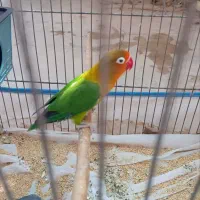 کوتوله قیمت مناسب|پرنده|قم, یخچال قاضی|دیوار