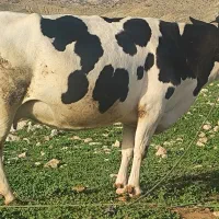 گاو ۸ ماه آبستن