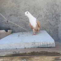 کبوتر کربلای زرد ماده