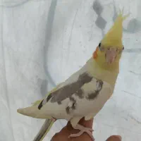 عروس هلندی|پرنده|ابریشم, |دیوار