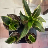 ۷ عدد گل زیبا و ۴ عدد گلدان بنسای|گل و گیاه طبیعی|تبریز, |دیوار