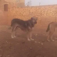 سگ خراسانی|سگ|نصر آباد, |دیوار