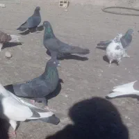 کفتر اصفهانی و تهرانی|پرنده|چادگان, |دیوار