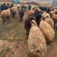 میش بره مالچه گوسفند بره