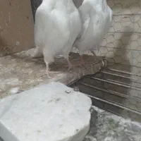 جفت جوجه کبوتر