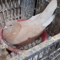 کبوتر پرشی سرور|پرنده|ابرکوه, |دیوار