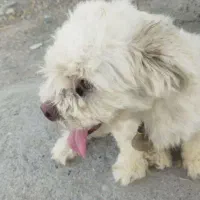 سگ زیبا و باهوش پامر