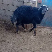 قوچ قره قزل