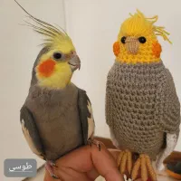 عروسک عروس هلندی(دوتاش۱نیم)|اسباببازی بچه|بم, |دیوار