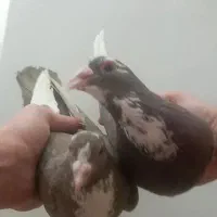 پرنده کبوتر دوتا پلنگ کرمانی