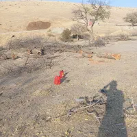 خرید انواع چوب|خدمات باغبانی و درختکاری|بوکان, |دیوار