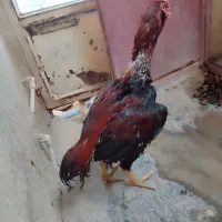 جوجه لاری 8ماهه|حیوانات مزرعه|کرمانشاه, |دیوار