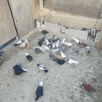 نروماده قاطی جفتی پشتی|پرنده|شیراز, شهرک پردیس|دیوار