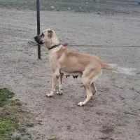 ماده  سرابی