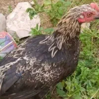 باروک محلی موقع تخم گذاشتنش دیگه هست