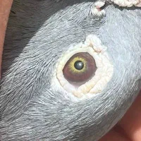 کبوتر پرنده پلاکی جان اردن چشم گلد|پرنده|اهواز, کوی رمضان|دیوار