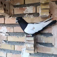 کبوتر.جوجه. سار.موشی.ساده