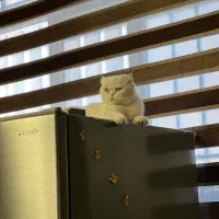 گربه اسکاتیش ماده|گربه|کرمان, |دیوار