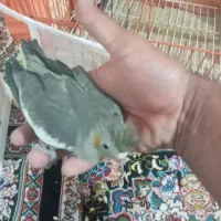 جوجه عروس هلندی|پرنده|زاهدان, |دیوار