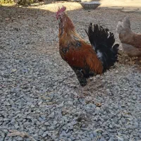 خروس گلین محلی