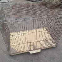 قفس مرغ عشق و عروس هلندی