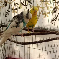 مرغ عشق مولد|پرنده|برخوار, |دیوار