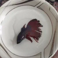 فایتر نر هافمون|ماهی|نظرآباد, نظرآباد|دیوار