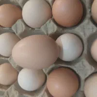 تخم مرغ دونه 12 تومن