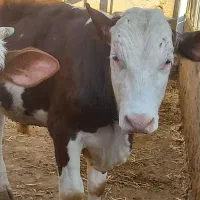 فروش گوساله سمینتال میاندوآب