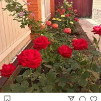 باغبانی مشاوره طراحی اجرا ونگهداری