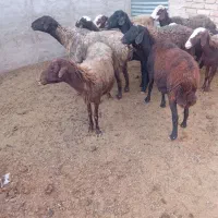 گوسفند میش بره دار