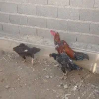 تخم لاری|حیوانات مزرعه|گمیشان, |دیوار