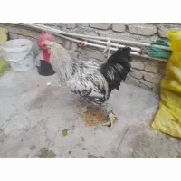 خروس ومرغ وبوقلومون کردی|حیوانات مزرعه|سرپل ذهاب, |دیوار