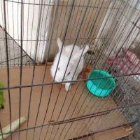 خرگوش ماده|موش و خرگوش|ملایر, |دیوار