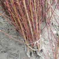 فروش نهال با فاکتور رسمی|گل و گیاه طبیعی|قائمشهر, |دیوار