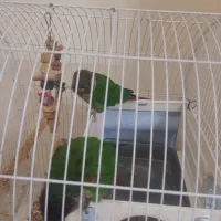 گرینجیک|پرنده|ابهر, |دیوار