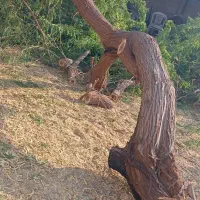 قطع وبرش درختان تنومند