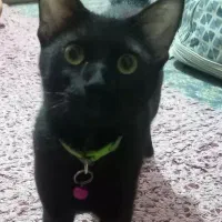 گربه واگذاری رایگان