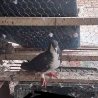 کبوتر
