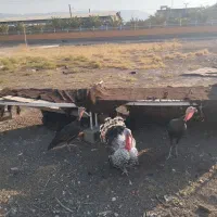 بوقلمون نر و ماده