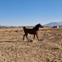 مادیان کرد معاوظعه با گوسفند و بز