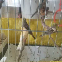 جوجه قناری سرخ ولیزارد