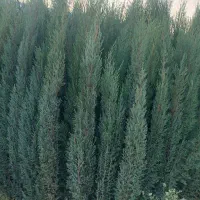 سرو ناز شیرازی