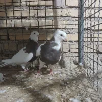 ۴ عدد کبوتر طوقی سرحال