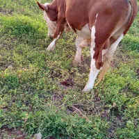 فروش‌گوساله‌نردرامیدیه