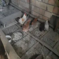 مرغ وخورس