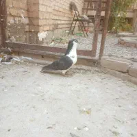 سده کاکلی نر